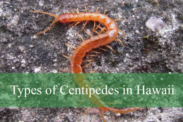 Types of Centipedes in Hawaii