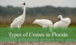 2 Types of Cranes in Florida (With Pictures and Identification)