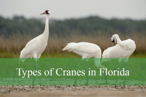 Types of Cranes in Florida