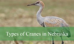 3 Types of Cranes in Nebraska (With Pictures and Identification)