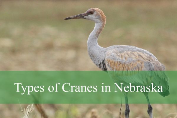 Types of Cranes in Nebraska