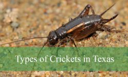7 Types of Crickets in Texas (With Pictures and Identification)