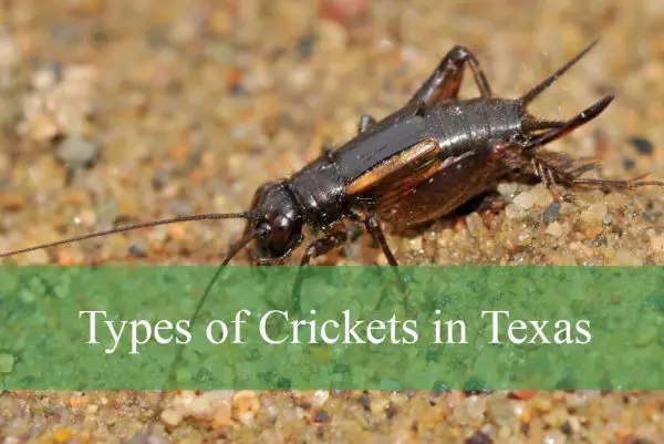 Types of Crickets in Texas