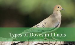 4 Types of Doves in Illinois (With Pictures and Identification)