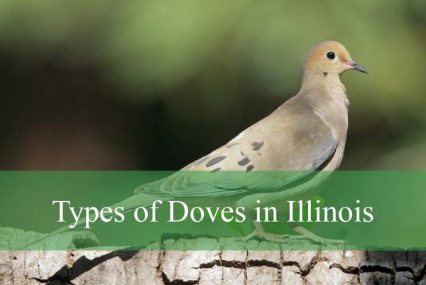 Types of Doves in Illinois
