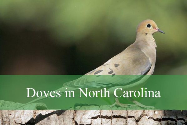 Types of Doves in North Carolina