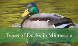 30 Types of Ducks in Minnesota (With Pictures and Identification)