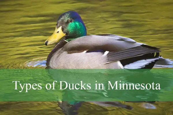 Types of Ducks in Minnesota
