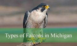6 Types of Falcons in Michigan (With Pictures and Identification)
