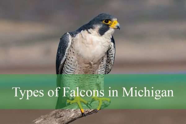 Types of Falcons in Michigan