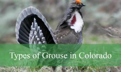 4 Types of Grouse in Colorado (With Pictures and Identification)