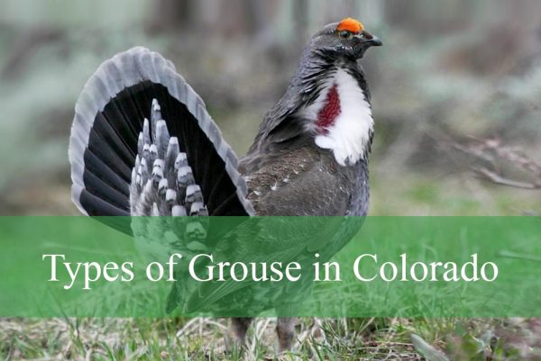 Types of Grouse in Colorado