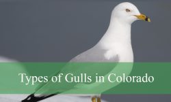 8 Types of Gulls in Colorado (With Pictures and Identification)