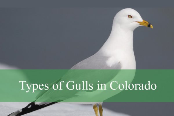 Types of Gulls in Colorado
