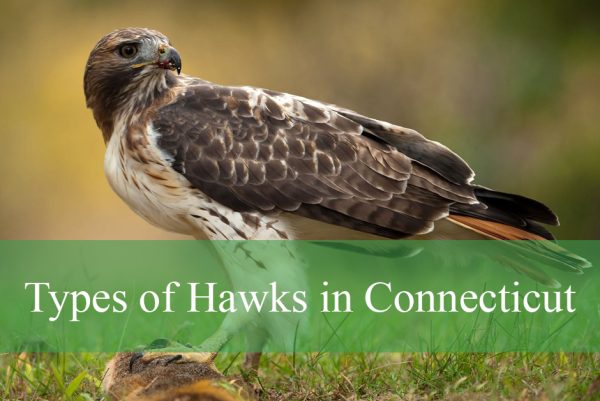 Types of Hawks in Connecticut