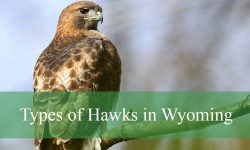 11 Types of Hawks in Wyoming (With Pictures and Identification)