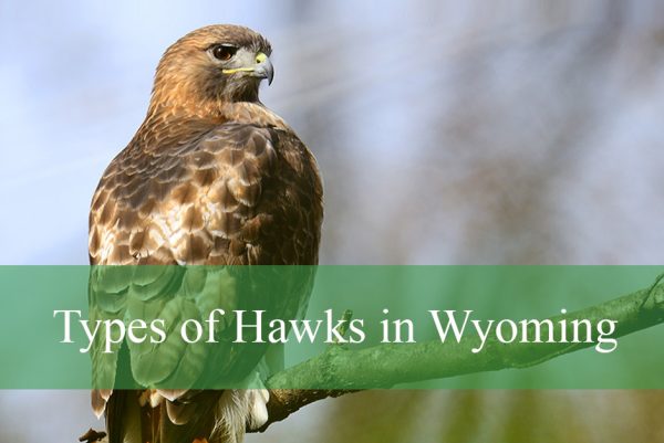 Types of Hawks in Wyoming