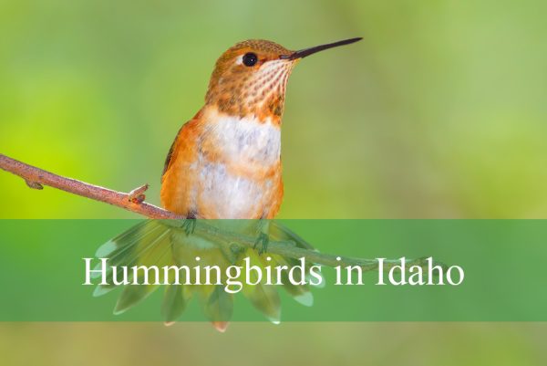 Types of Hummingbirds in Idaho