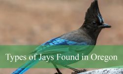 6 Types of Jays in Oregon (With Pictures and Identification)