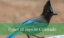 4 Types of Jays in Colorado (With Pictures and Identification)