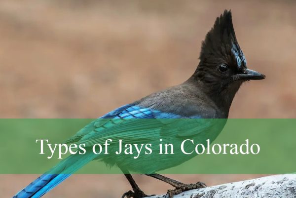Types of Jays in Colorado