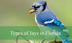 4 Types of Jays in Florida (With Pictures and Identification)