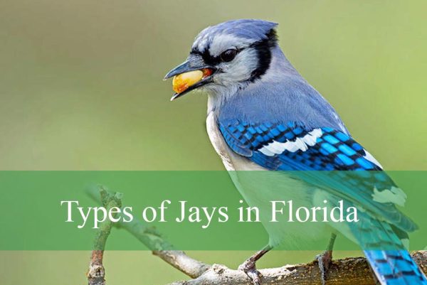 Types of Jays in Florida