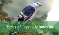 2 Types of Jays in Minnesota (With Pictures and Identification)