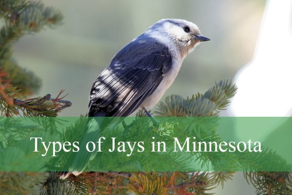 Types of Jays in Minnesota