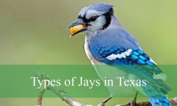 5 Types of Jays in Texas (With Pictures and Identification)