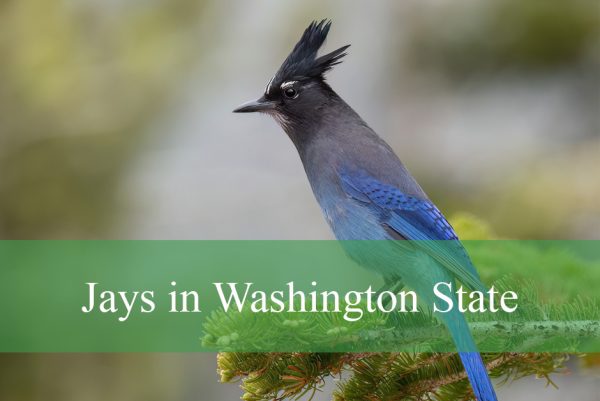 Types of Jays in Washington State