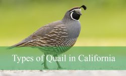 11 Types of Quail in California (With Pictures and Identification)