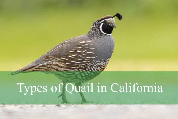 Types of Quail in California