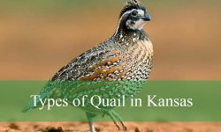 3 Types of Quail in Kansas (With Pictures and Identification)