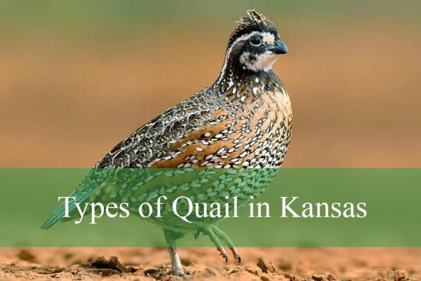 Types of Quail in Kansas