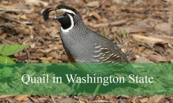 2 Types of Quail in Washington State (Pictures and Identification)