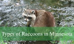 2 Types of Raccoons in Minnesota (With Pictures and Identification)