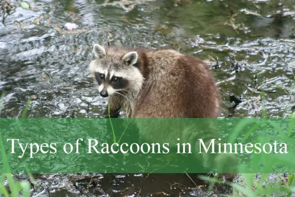 Types of Raccoons in Minnesota