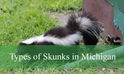 3 Types of Skunks in Michigan (With Pictures and Identification)