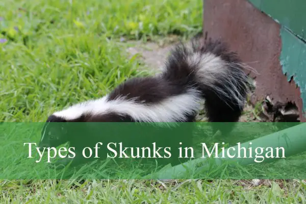 Types of Skunks in Michigan