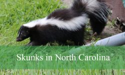 3 Types of Skunks in North Carolina (Pictures and Identification)