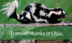 2 Types of Skunks in Ohio (With Pictures and Identification)