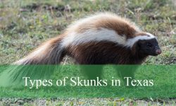 3 Types of Skunks in Texas (With Pictures and Identification)