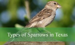 37 Types of Sparrows in Texas (With Pictures and Identification)
