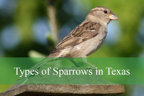 Types of Sparrows in Texas
