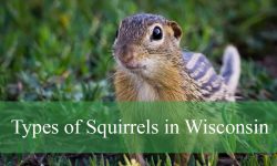 11 Types of Squirrels in Wisconsin (With Pictures and Identification)