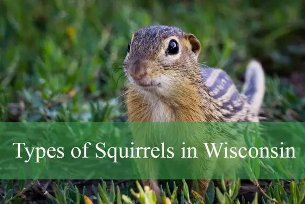 Types of Squirrels in Wisconsin