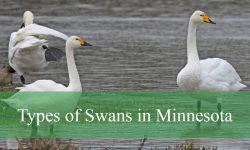 5 Types of Swans in Minnesota (With Pictures and Identification)