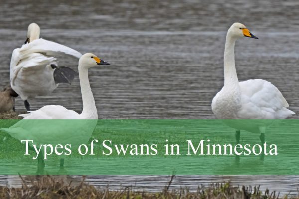 Types of Swans in Minnesota