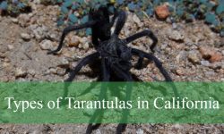 13 Types of Tarantulas in California (Pictures and Identification)